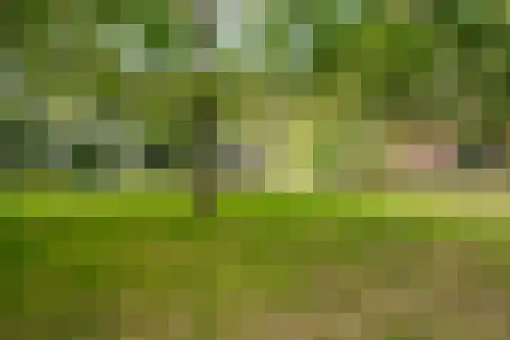 Boergrup 31 Vledderveen thumbnail 79