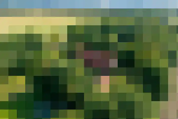 Boergrup 31 Vledderveen thumbnail 86