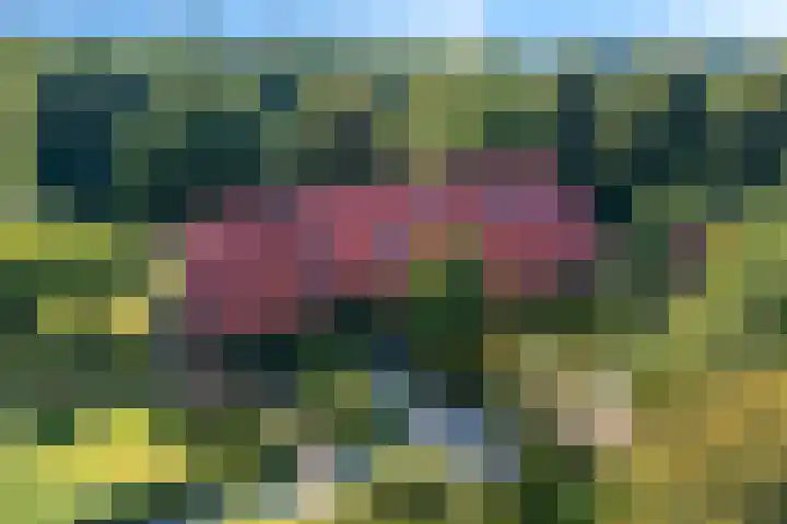 Boergrup 31 Vledderveen thumbnail 95