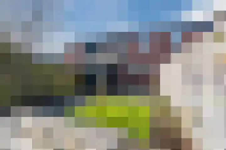 Boerhoorn 9 Vries thumbnail 33
