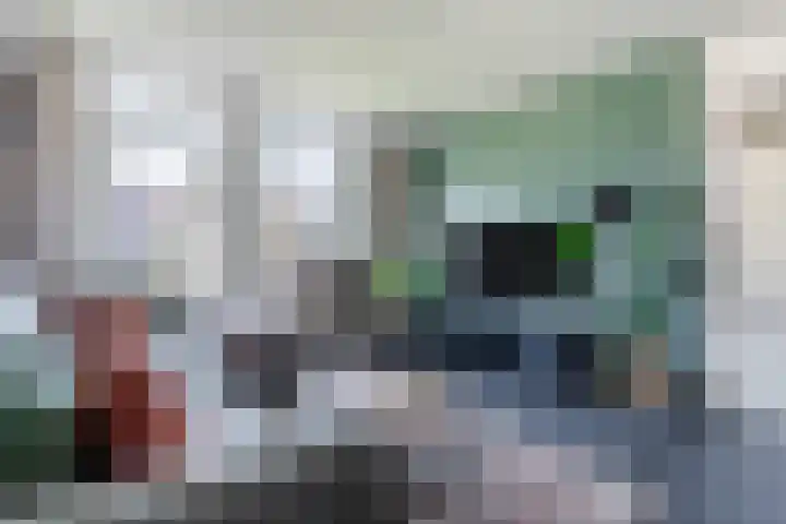 Boerhoorn 9 Vries thumbnail 5