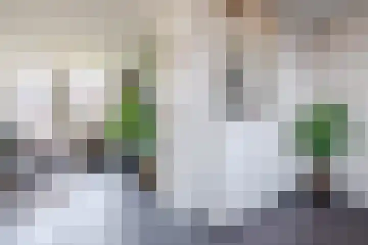 Boerhoorn 9 Vries thumbnail 8