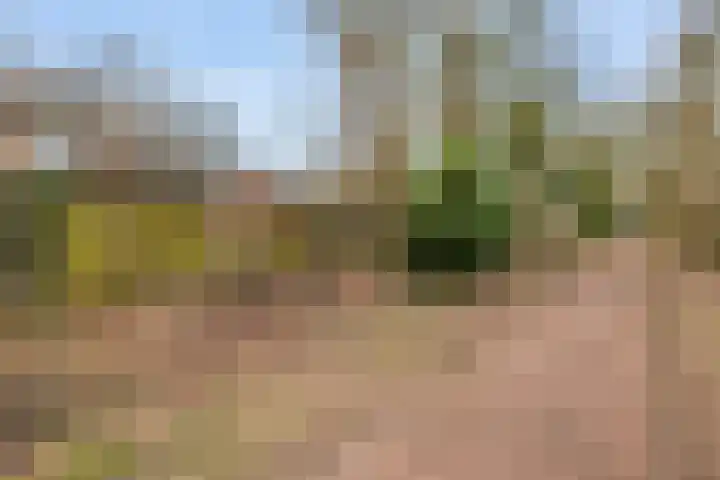 Boermarke 12 Vries thumbnail 34
