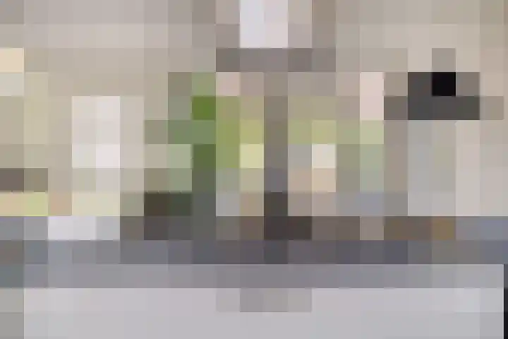 Boezem 5 Giessenburg thumbnail 17