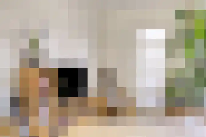 Boezem 5 Giessenburg thumbnail 9