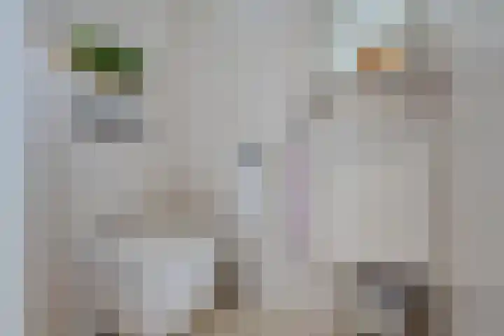 Bogenstraat 18 Thorn thumbnail 31