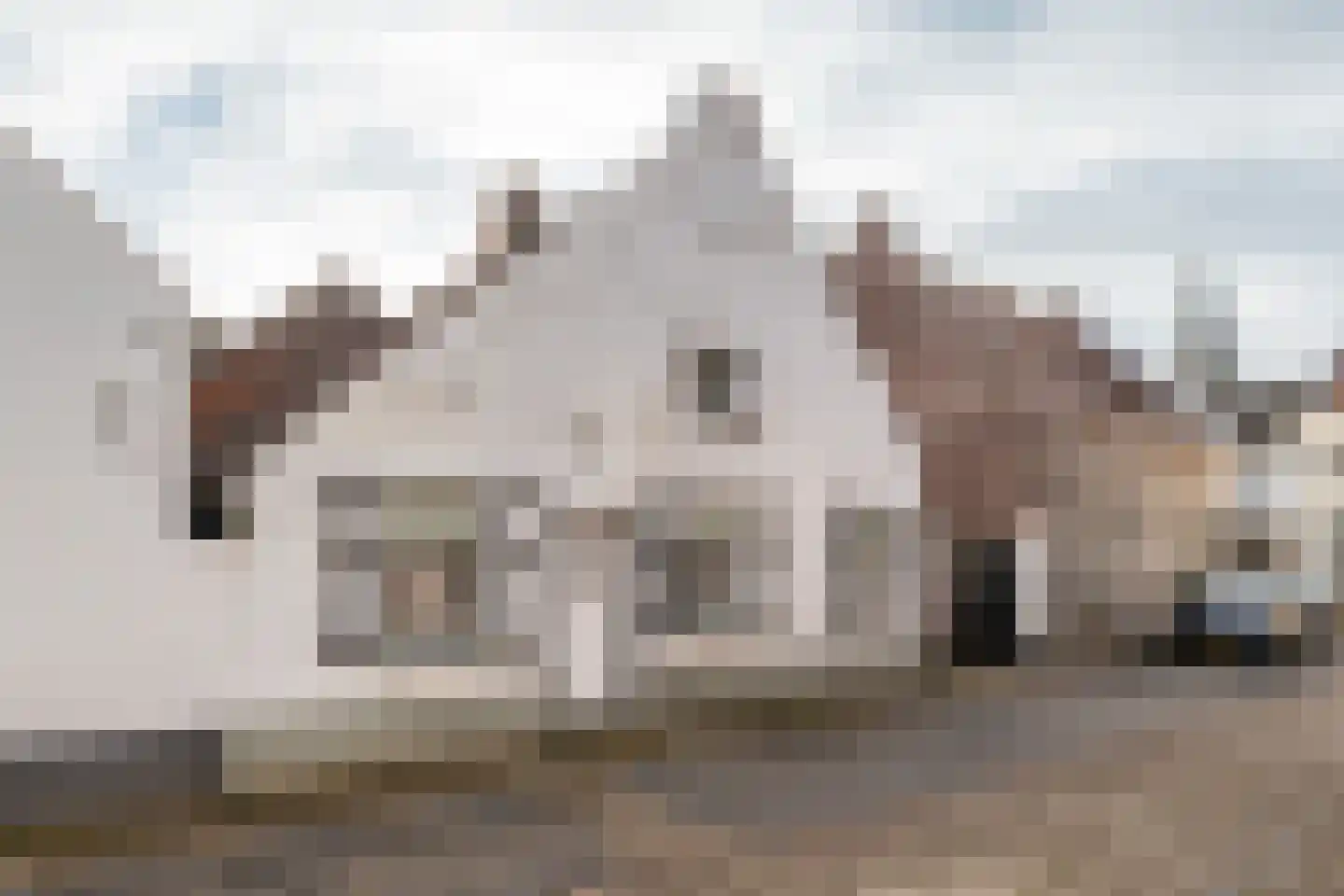 Bogenstraat 18 Thorn thumbnail 69