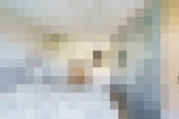 Bogortuin 143 Amsterdam thumbnail 20