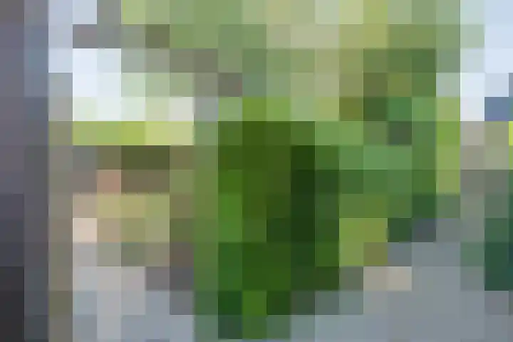 Bolster 11 Zuidwolde thumbnail 5