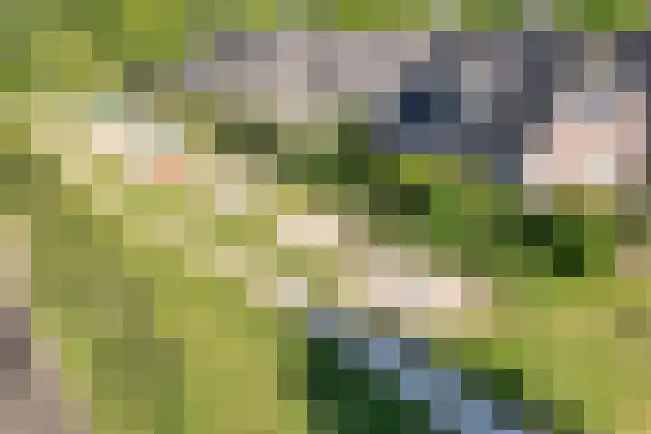 Bolster 11 Zuidwolde thumbnail 50