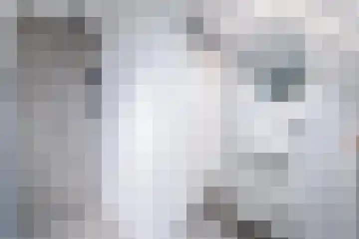 Bolster 7 Peize thumbnail 37