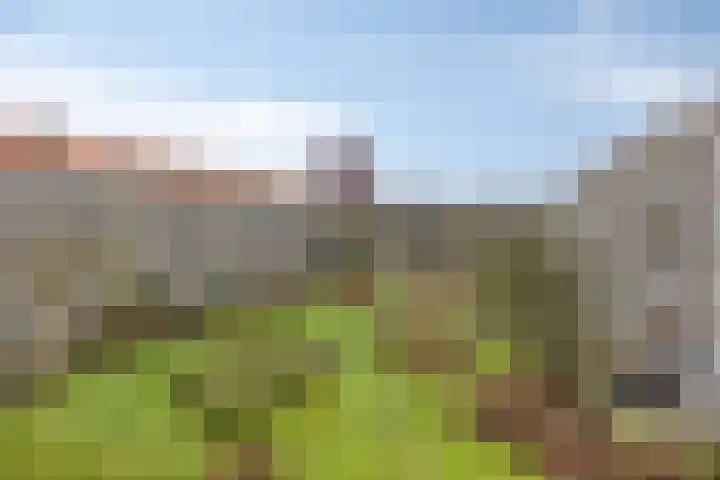 Bomenbeemd 6 Best foto 3