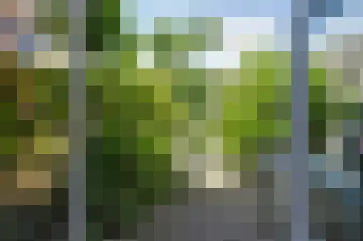 Bomenland 2 Venhuizen thumbnail 14