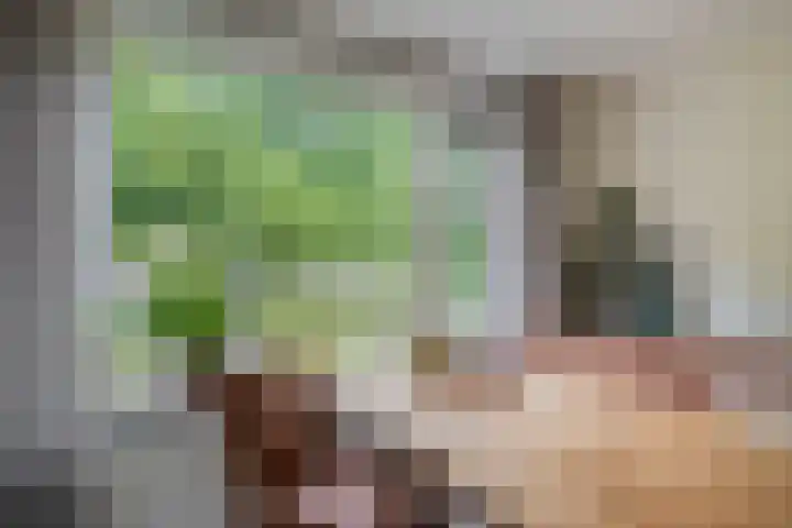Bomenland 2 Venhuizen thumbnail 22