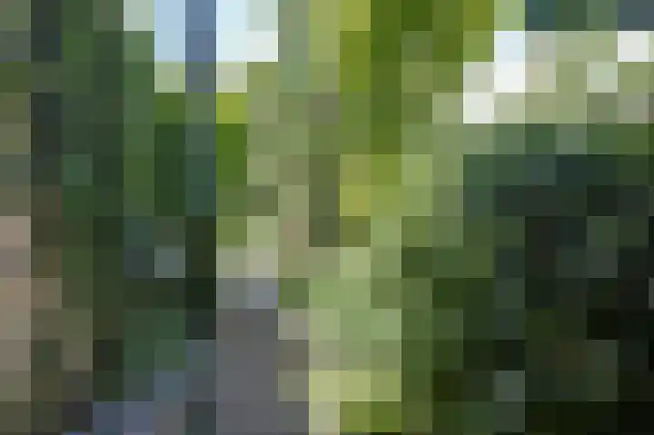 Bomenland 2 Venhuizen thumbnail 25