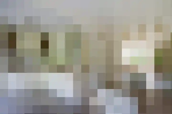 Bomenland 2 Venhuizen thumbnail 4
