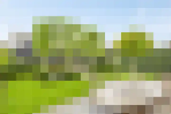 Bongerd 50 A Helden thumbnail 27