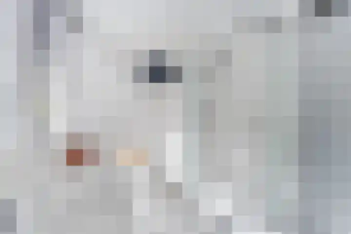 Bongerdpad 13 Apeldoorn thumbnail 41