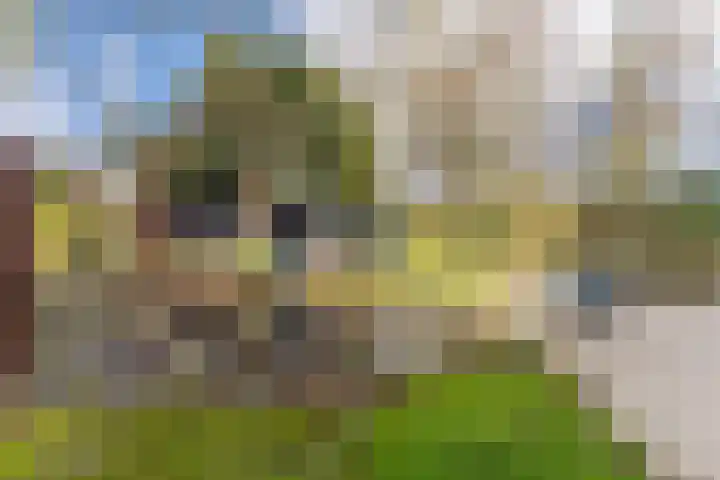 Bongerdpad 13 Apeldoorn thumbnail 52