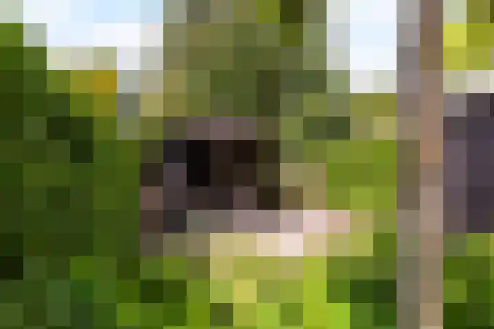 Bongerdplein 33 Epe thumbnail 31