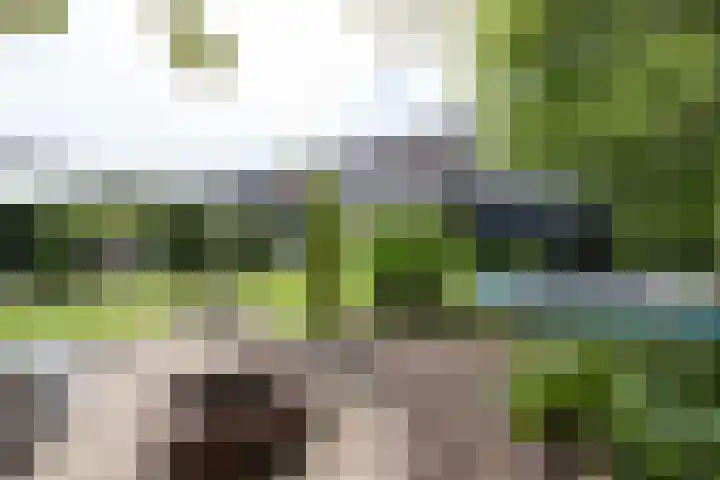 Bonkelaar 1 Smilde thumbnail 37