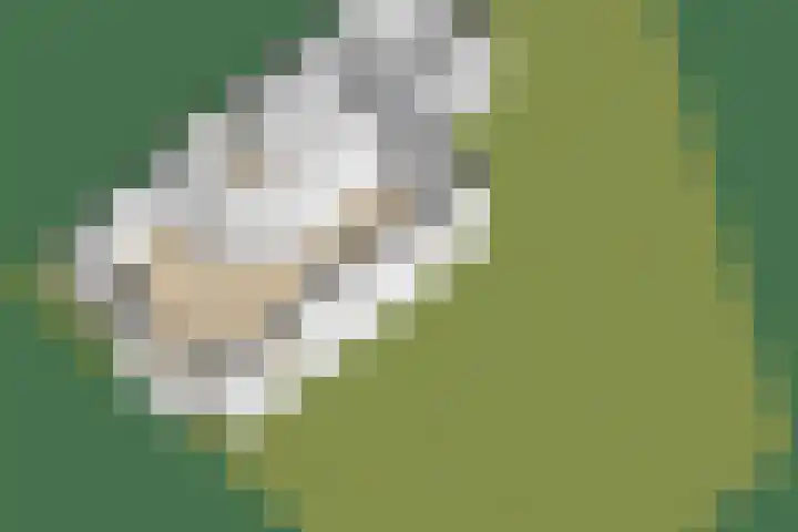 Bonkelaar 15 Zoeterwoude thumbnail 29