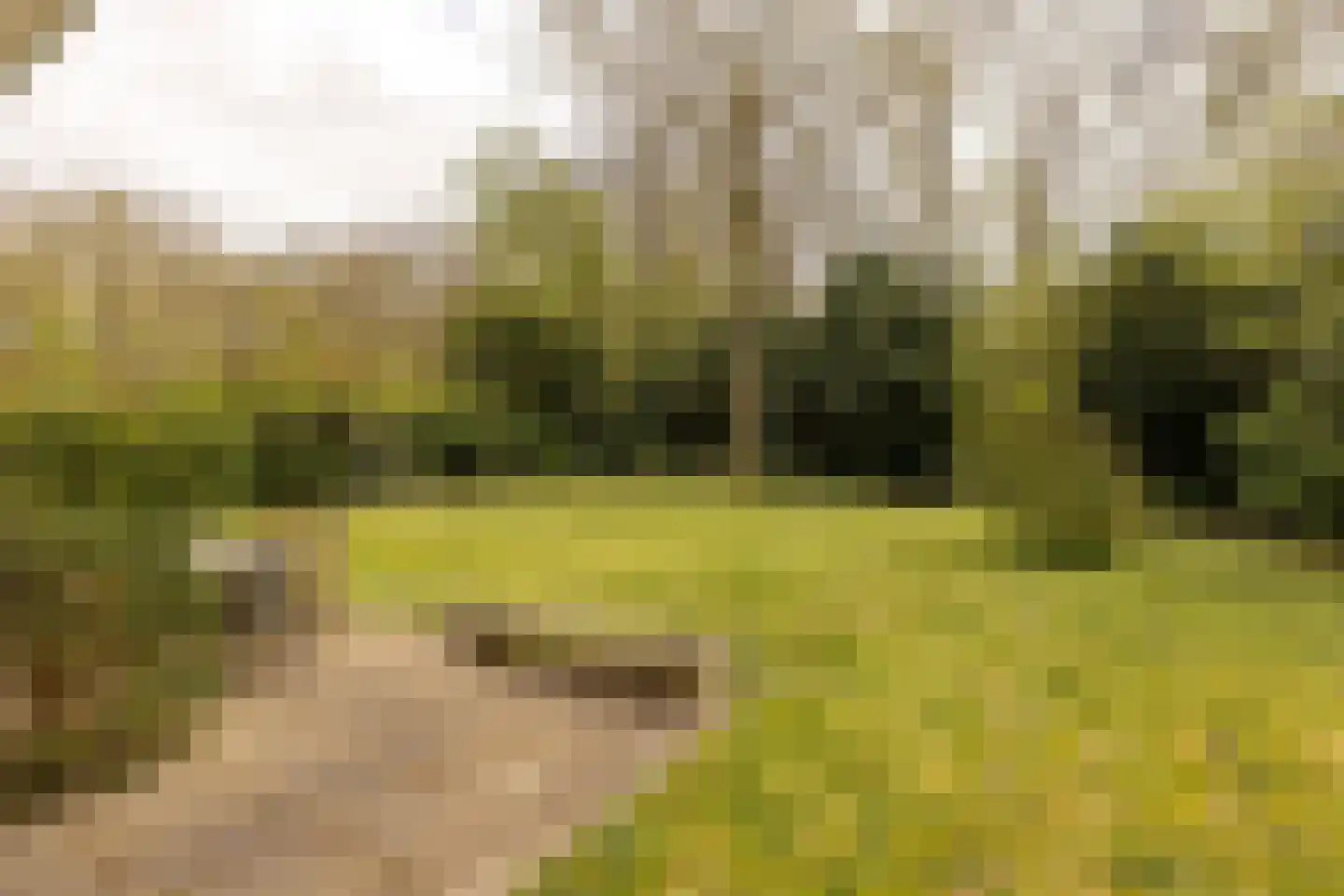 Bonkelaar 15 Zoeterwoude thumbnail 6