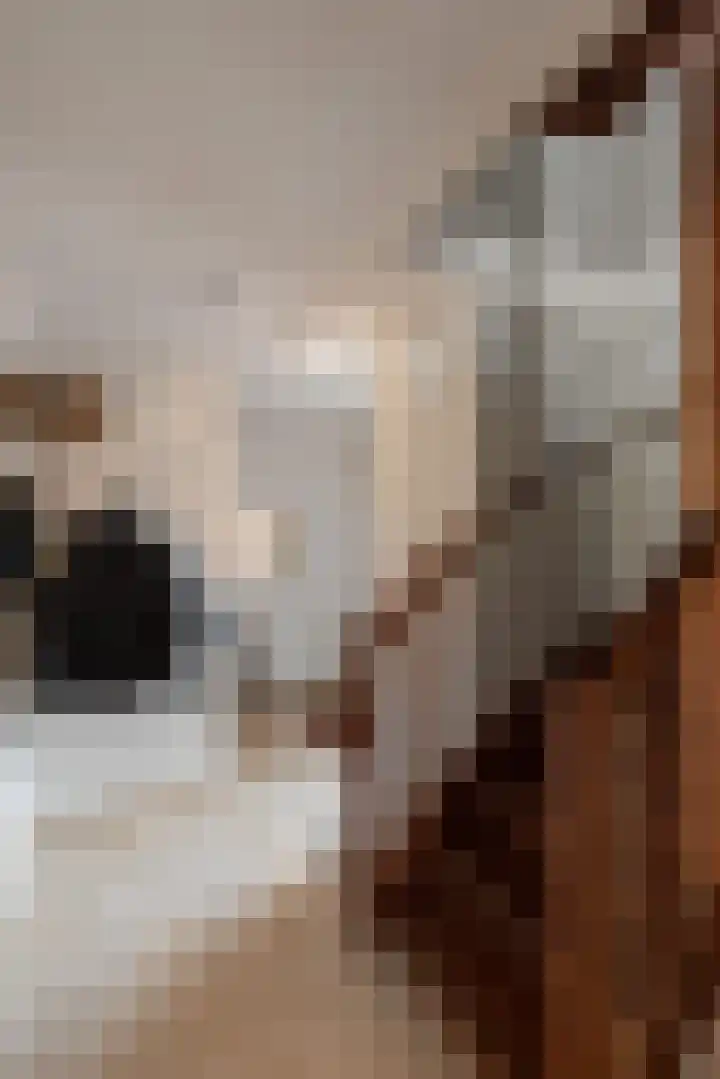 Bonkelaar 2 Raalte thumbnail 20