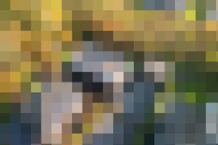 Bonnet 12 Almere thumbnail 85