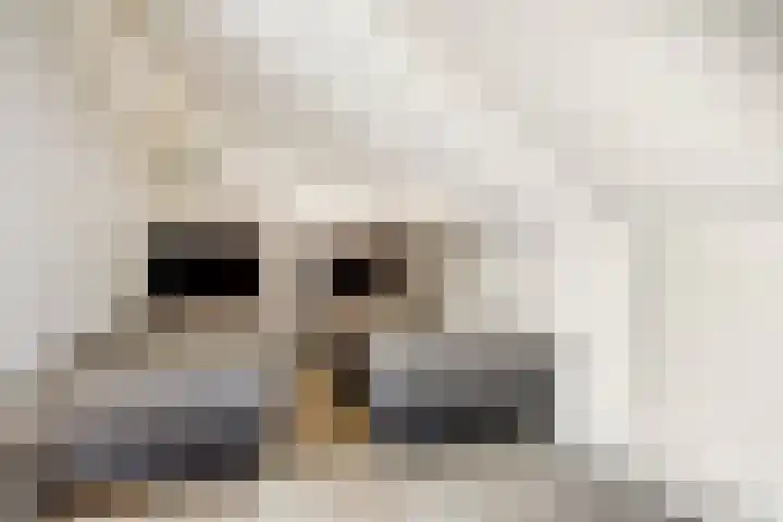 Boogschutter 67 Hoorn thumbnail 25