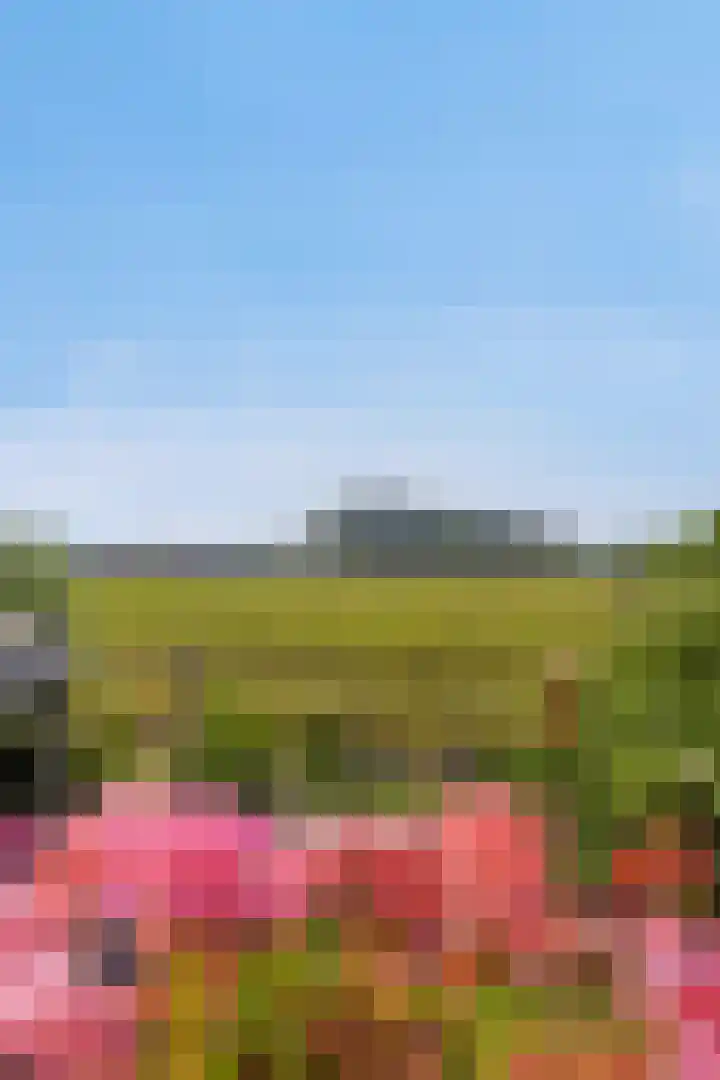Boomdijk 9 Wolphaartsdijk thumbnail 17