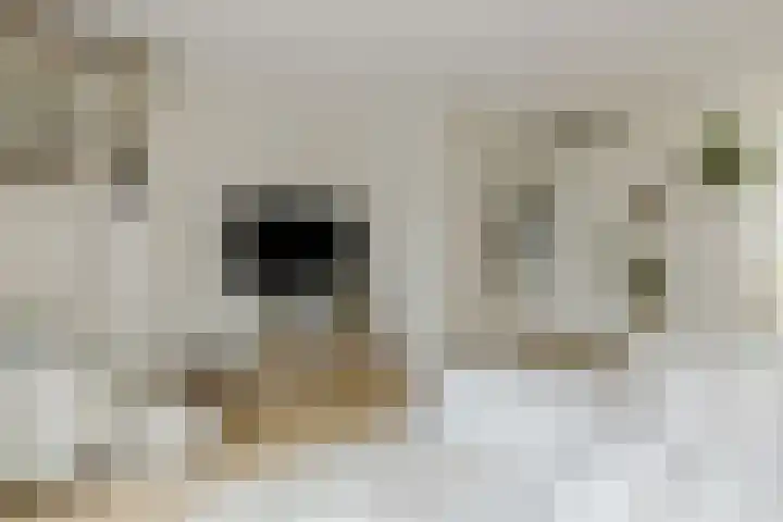 Boomgaard 23 Zundert thumbnail 13