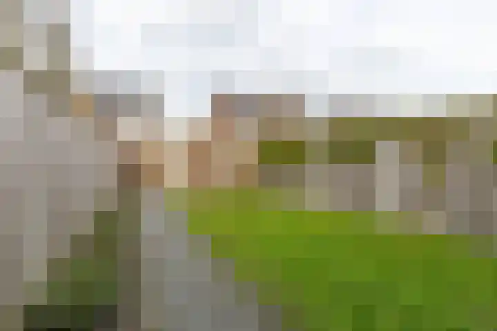 Boomgaard 23 Zundert thumbnail 40