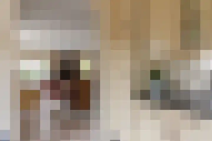 Boomheuvel 1 Best thumbnail 16
