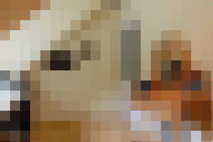 Boomheuvel 1 Best thumbnail 34