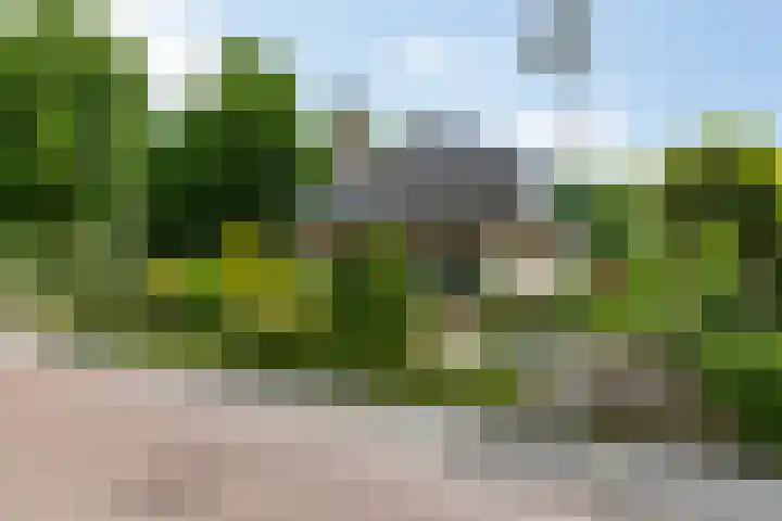 Boomheuvel 1 Best thumbnail 6