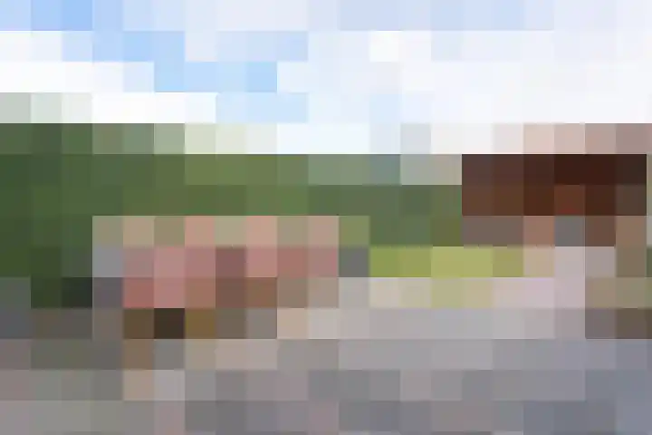 Boommarter 14 Dorst thumbnail 4