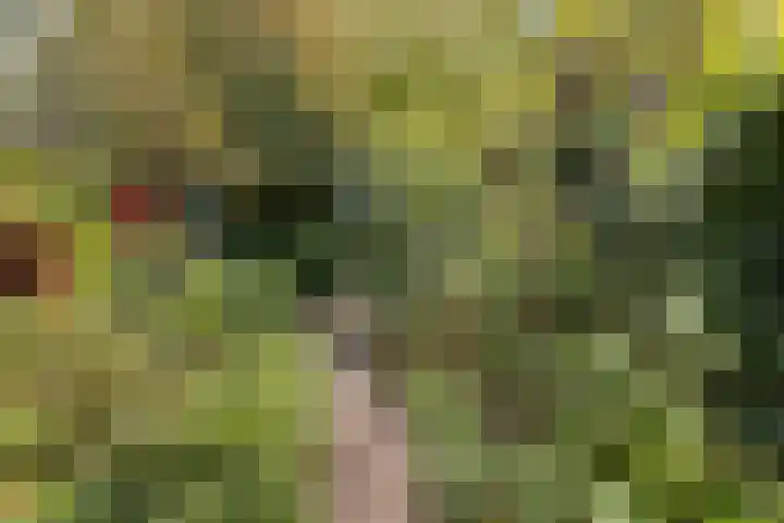 Boorn 9 Zwolle thumbnail 34