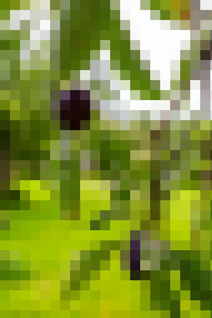 Borgercompagnie 86 Borgercompagnie thumbnail 76