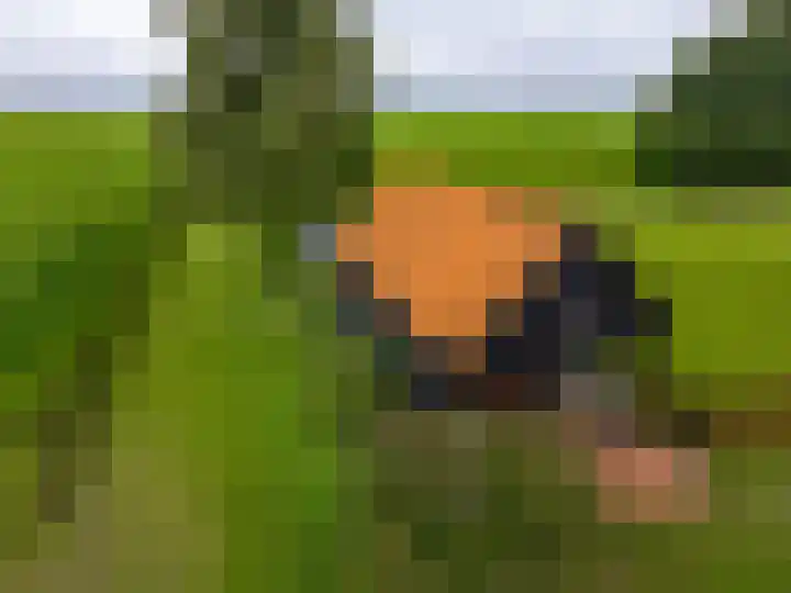 Borgercompagnie 86 Borgercompagnie thumbnail 98
