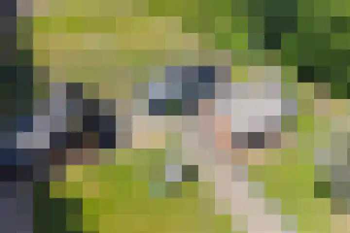 Borgerderweg 21 Odoorn thumbnail 4