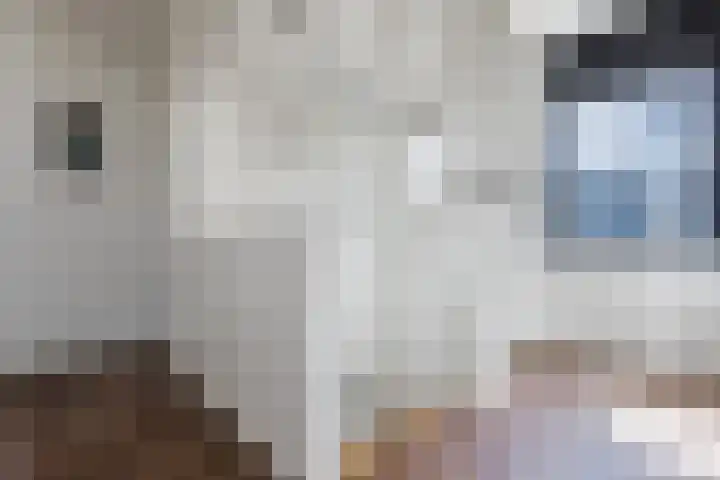 Borgerlant 19 Zuid-Scharwoude thumbnail 24