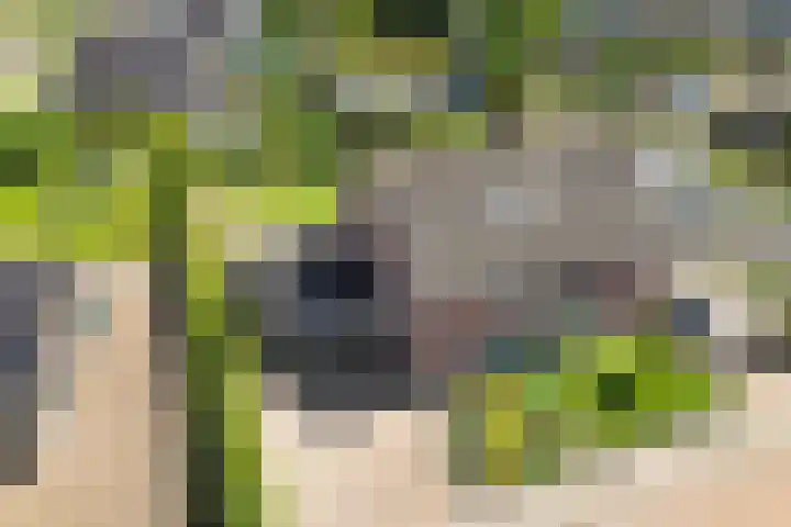 Borndiep 3 Sneek
