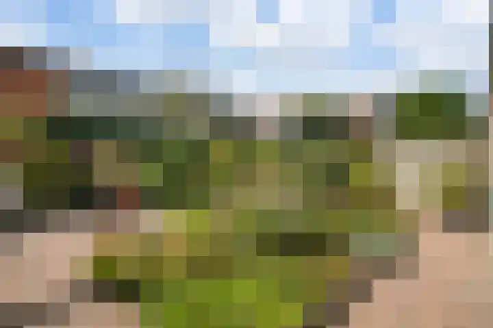 Borneolaan 6 Huizen thumbnail 27