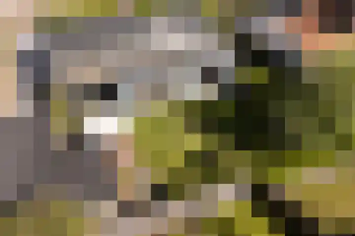 Bornialeane 31 Weidum thumbnail 35