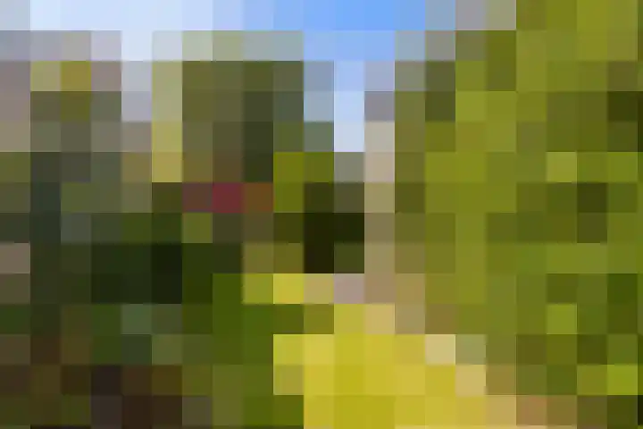 Bornialeane 31 Weidum thumbnail 43