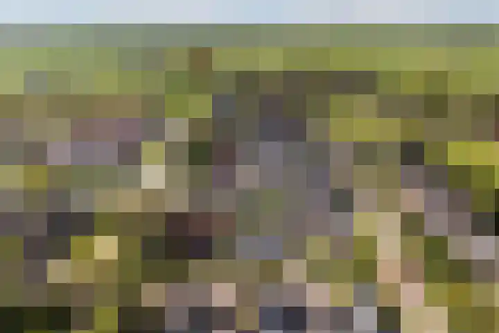 Bornialeane 31 Weidum thumbnail 54