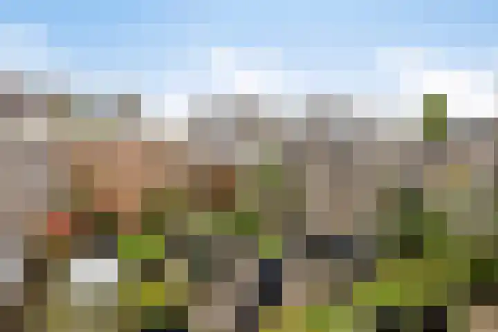Bosanemoon 10 Deventer thumbnail 17