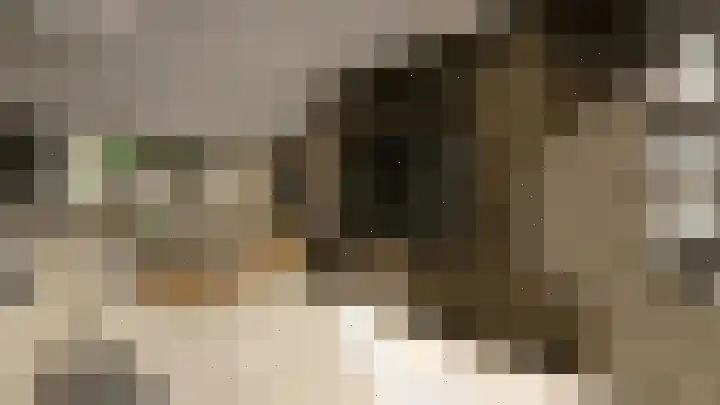 Bosbes 5 Someren thumbnail 7