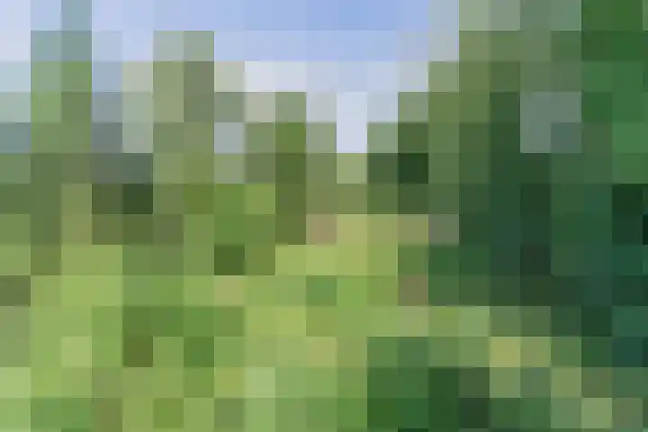Boschdijk 18 Budel thumbnail 51
